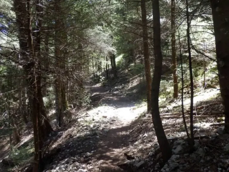 Sunlit mountain path through fir trees, Menalon Trail Elati – Vytina