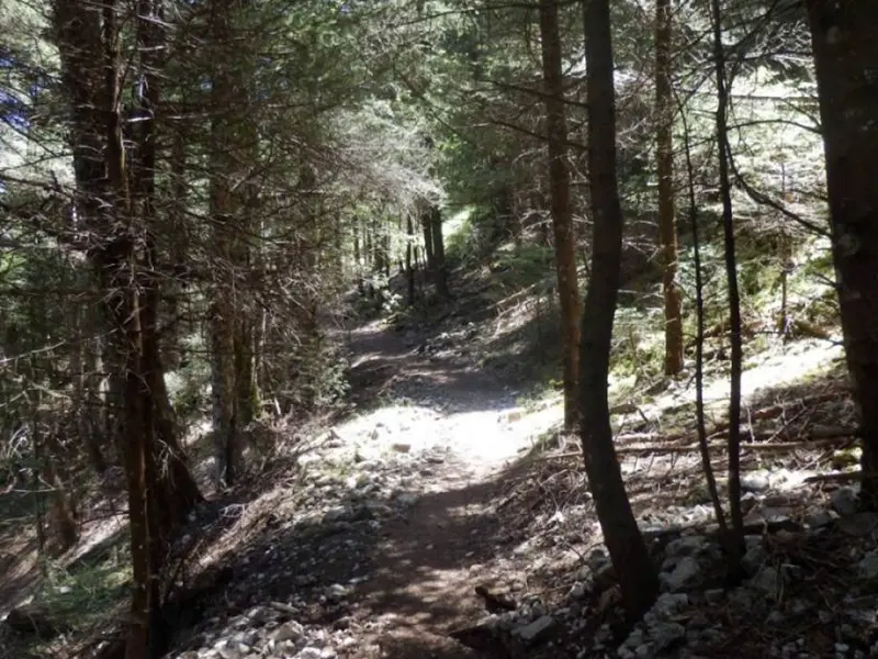 Sunlit mountain path through fir trees, Menalon Trail Elati – Vytina