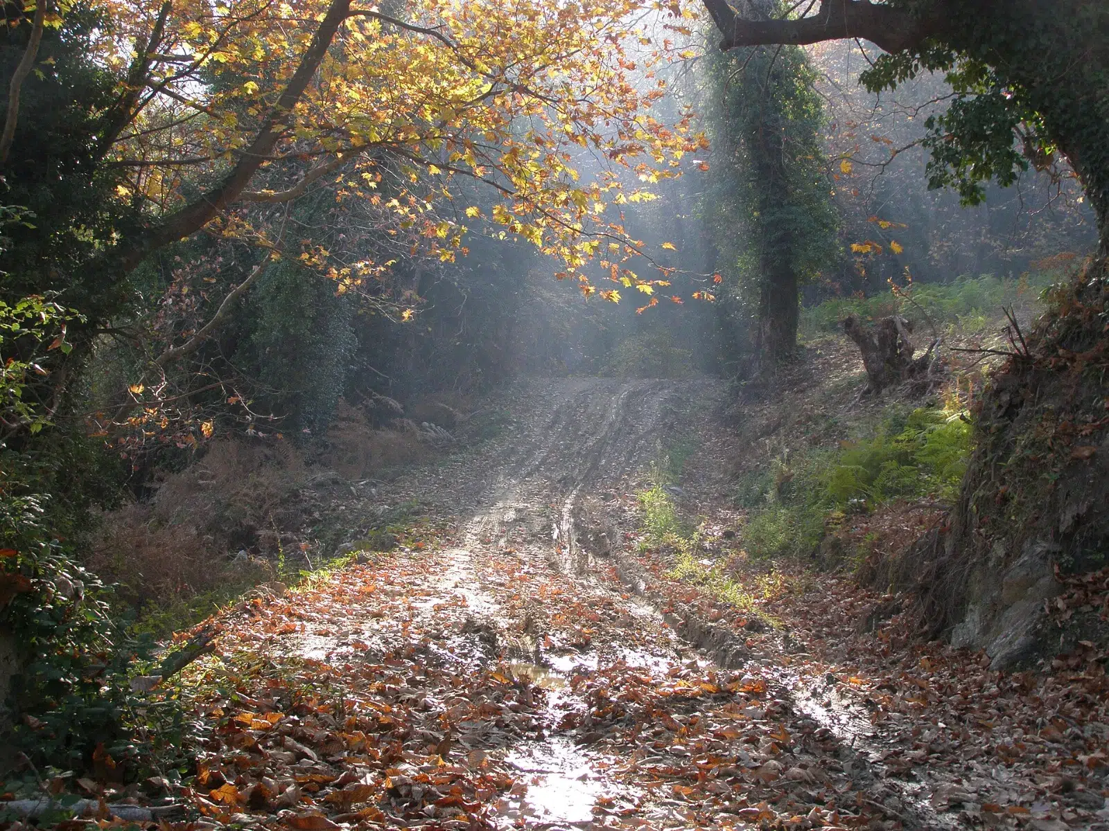 The green village of Tsagarada on Mount Pelion